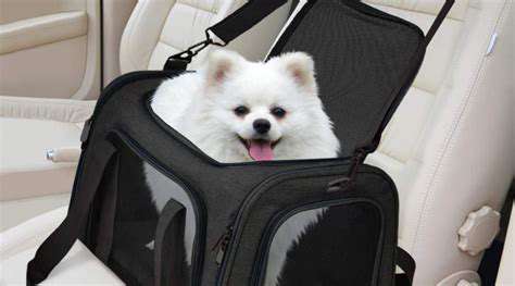 Summer Road Trip Essentials for Pets