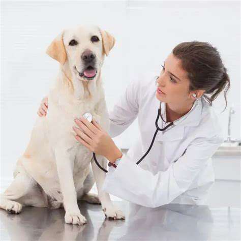 Preparing Your Pet for Surgery: Pre Op Care Tips