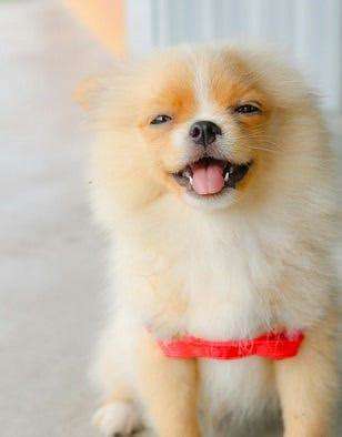Recognizing When Your Pet Is Underweight: Signs and Solutions