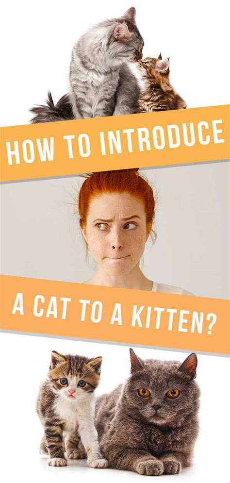 EarlyExposure:IntroducingYourKittentotheWorld
