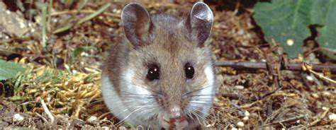 EnhancingtheEnvironmentforSmallMammals