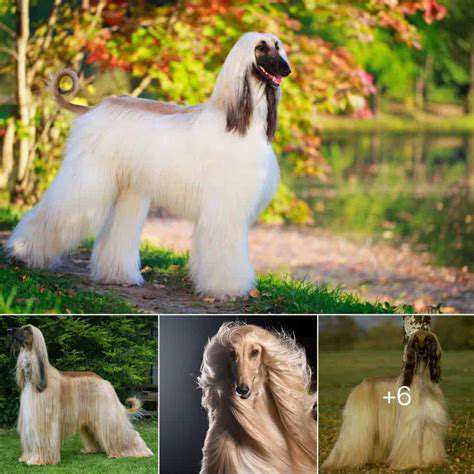The Art of Hand Stripping for Specific Dog Breeds