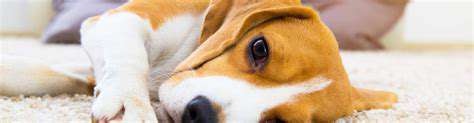 IdentifyingtheSignsofSeasonalAffectiveDisorderinPets