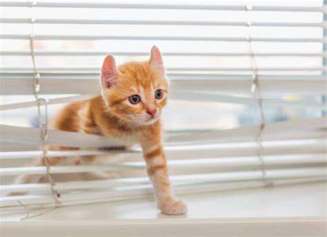 Preparing Your Home for a New Puppy or Kitten
