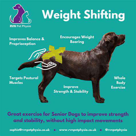 The Role of Gentle Exercise for Senior Pets