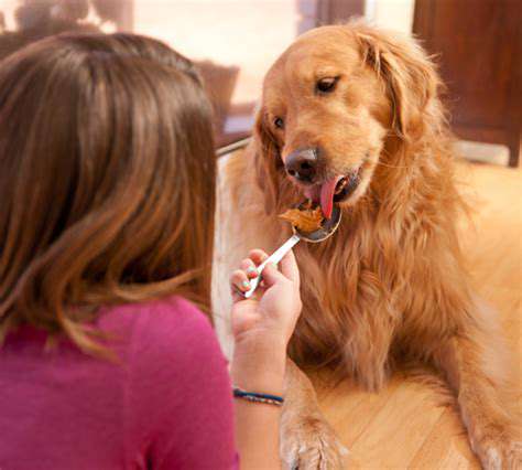Pet Friendly Holiday Gifts: What to Choose