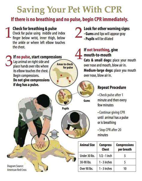 Understanding Pet CPR and First Aid: Be Prepared