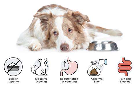 Healthy Weight Management for Senior Pets: Special Needs