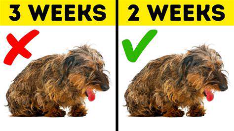 RecognizingtheWarningSignsinYourPet