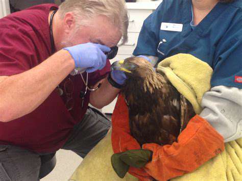 RehabilitatingInjuredandEndangeredSpecies