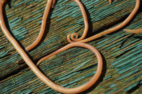 Roundworms:ACommonCulprit