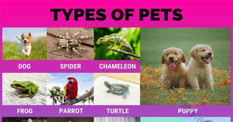 In Home Pet Care: A Personalized Approach