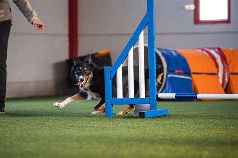 TailoredExerciseRegimensforAgingCaninesandFelines