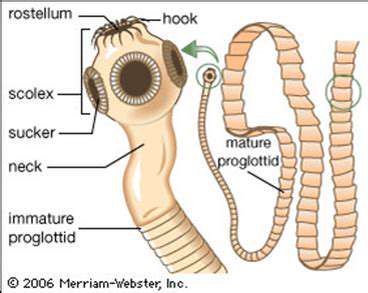 Common Pet Parasites: Roundworms, Hookworms, Tapeworms