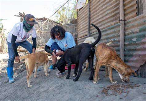 International Efforts in Animal Disaster Relief