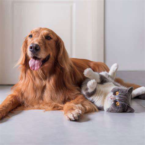 Advanced Pet Grooming Techniques: Creative Styling