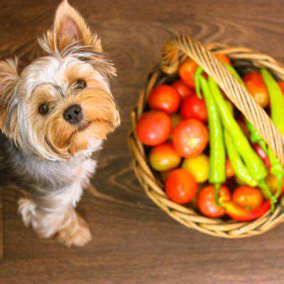 TheImportanceofTailoredPetNutrition