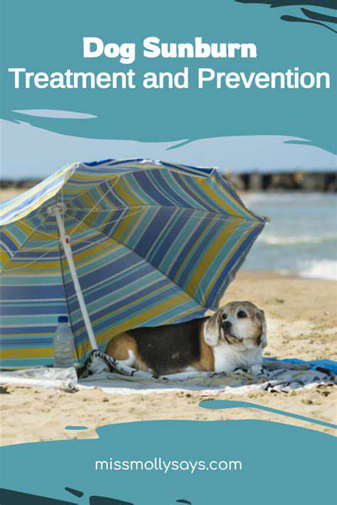 Recognizing and Treating Pet Sunburn
