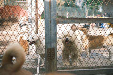 Doggie Daycare vs Pet Sitter: Which Is Best?