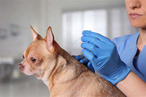 Acupuncture for Pets: An Ancient Practice for Modern Ailments
