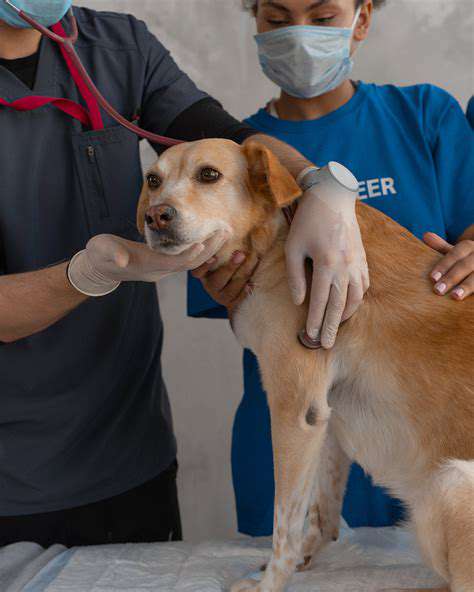 Pet Grooming Safety: Preventing Accidents at Home