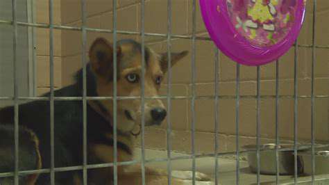 MakingtheRightDecision:VisitingSheltersandRescuers