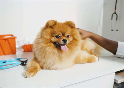 Disaster Preparedness for Pet Owners