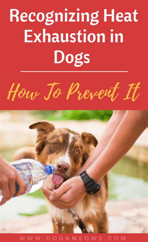 Heatstroke vs Heat Exhaustion in Pets: Knowing the Difference