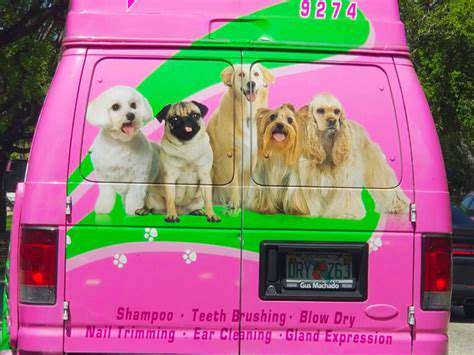 Pet Grooming Training and Certification: Your Path to a Career