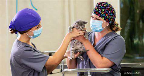 The Ethics of Pet Euthanasia: Difficult Decisions