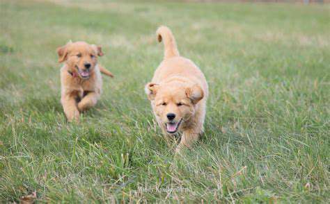 TroubleshootingCommonChallenges:AddressingPuppyMisbehavior