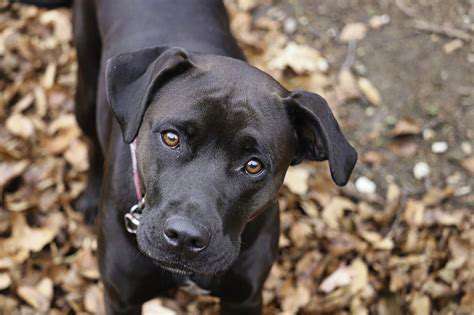 UnderstandingPetCareResponsibilities